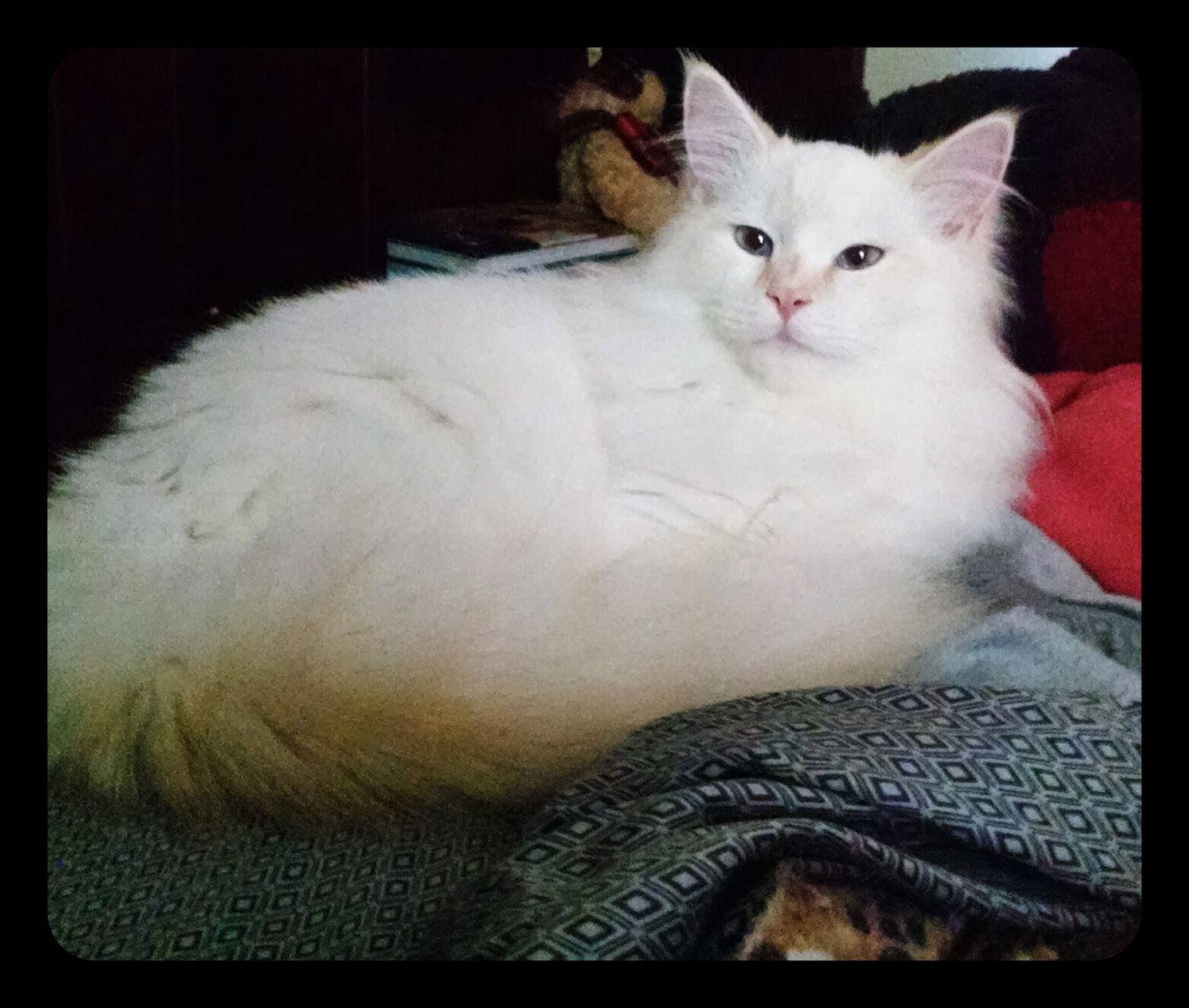 Olaf in his forever home.